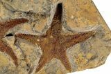 Two Ordovician Starfish (Petraster?) - El Kaid Rami, Morocco #200190-1